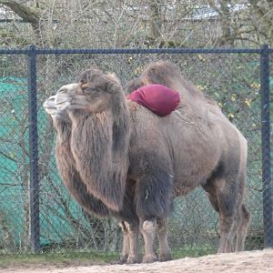 Bactrian camel