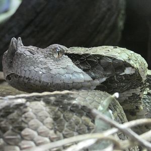 Gaboon viper