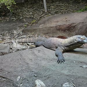 Komodo dragon