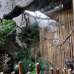 Bali Mynah Exhibit