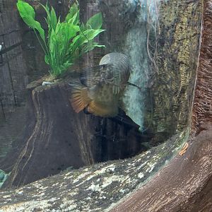 Asian Arowanna, Zebra Archerfish, and Australian lungfish tank