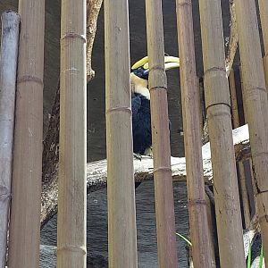 Great Indian Hornbill and Victoria Crowned Pigeon Exhibit