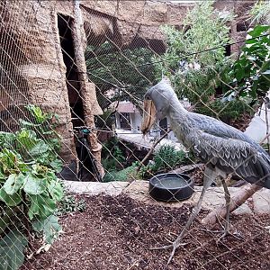 Shoebill Exhibit