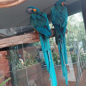 Blue-throated Macaw exhibit