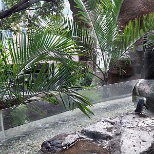 Little Blue Penguin Exhibit