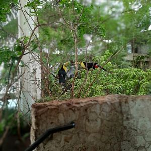 Selva Maya exhibit Keel Billed Toucans