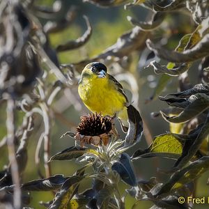 lesser goldfinch