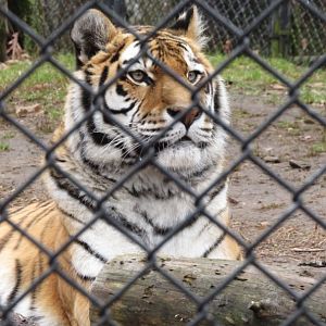 Beardsley Zoo Amur Tiger