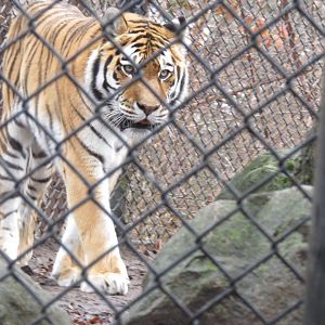 Beardsley Zoo Amur Tiger
