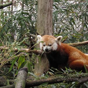 Beardsley Zoo Red Panda