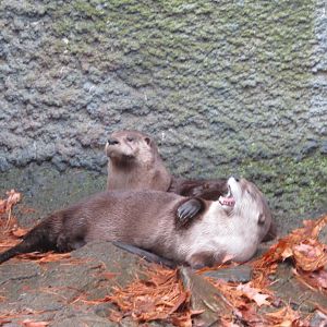 Beardsley Zoo River Otters