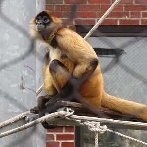 Beardsley Zoo Spider Monkey