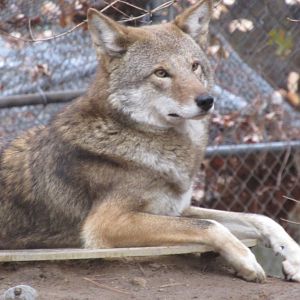 Beardsley Zoo Red Wolf