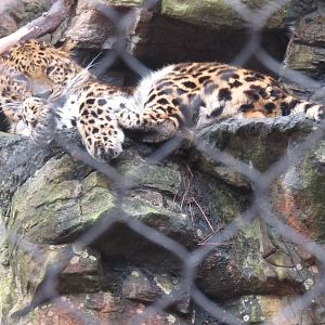 Beardsley Zoo Amur Leopard