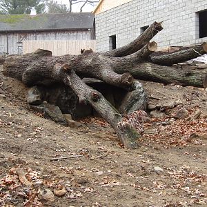 Beardsley Zoo Andean Bear Exhibit Construction