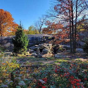 Bronx - Brown Bear exhibit