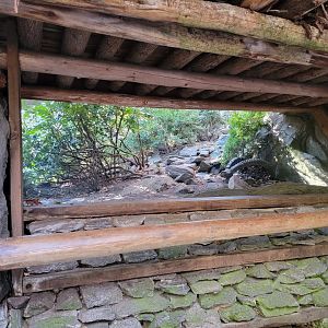 Bronx - Tragopan exhibit