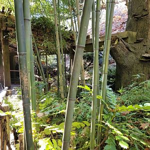Bronx - Snow Leopard exhibit #3 (behind bamboo, hard to get a good shot of the whole thing)