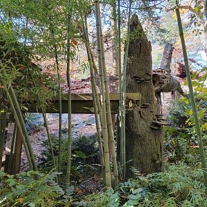 Bronx - Snow Leopard exhibit #3