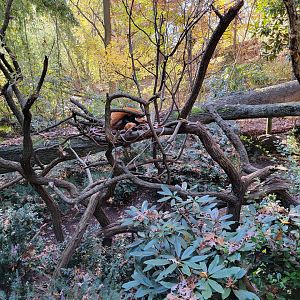 Bronx - Red Panda exhibit