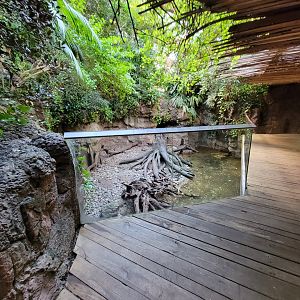 Bronx - JW - Asian Small-Clawed Otter, Asian Brown Tortoise