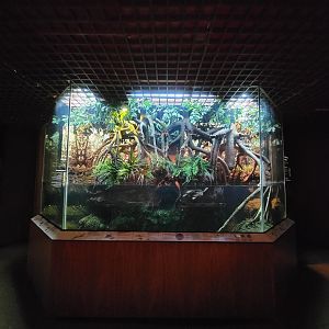 Bronx - JW - Indonesian Sailfin Lizard, Indian Roofed Turtle, Roti Island Snake-necked Turtle