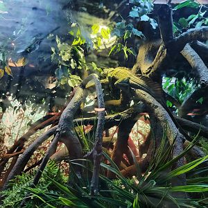 Bronx - JW - Indonesian Sailfin Lizard