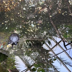 Bronx - JW - Asian Brown Tortoise