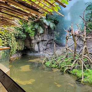 Bronx - JW - Ebony Langur, Philippine Duck