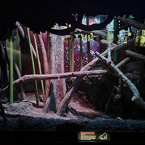 Bronx - JW - Northern Luzon Giant Cloud Rat