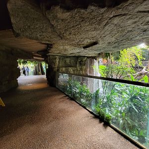 Bronx - JW - Silver Leaf Monkey