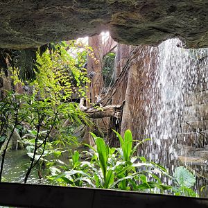 Bronx - JW - Silver Leaf Monkey