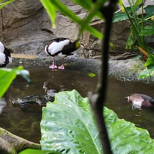 Bronx - JW - Radjah Shelduck, ? right duck