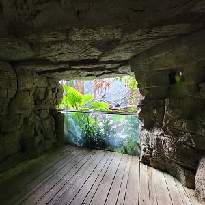 Bronx - JW - Another window to see the Leaf Monkeys