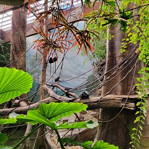 Bronx - JW - Silver Leaf Monkeys