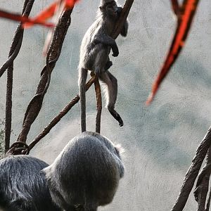 Bronx - JW - Silver Leaf Monkeys