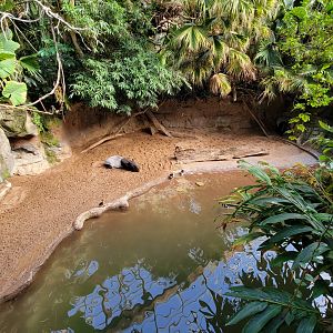 Bronx - JW - Malayan Tapir, Radjah Shelduck, ? brown duck