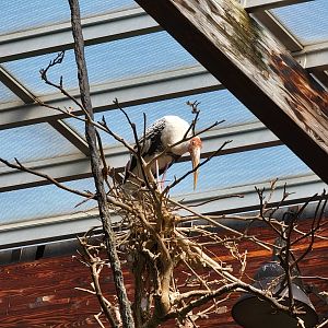 Bronx - JW - Painted Stork
