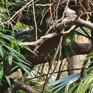 Bronx - JW - Pied Imperial Pigeon