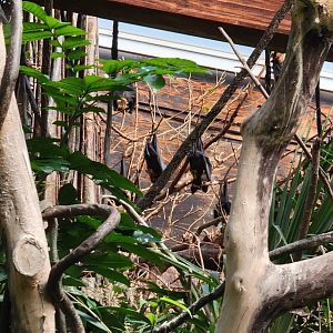 Bronx - JW - Rodrigues Fruit Bats