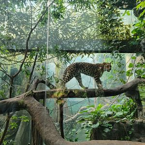 Bronx - JW - Leopard