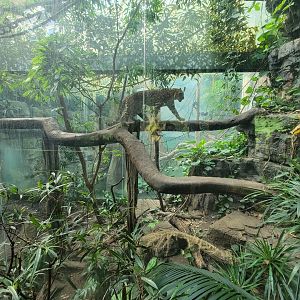 Bronx - JW - Leopard