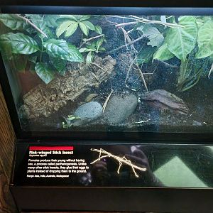 Bronx - JW - Pink-winged Stick Insect