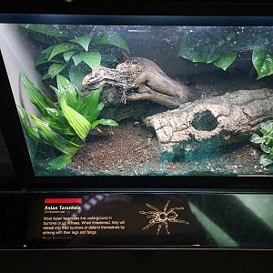 Bronx - JW - Asian tarantula species