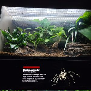 Bronx - JW - Huntsman Spider