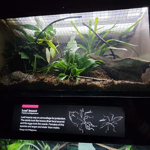 Bronx - JW - Leaf Insect