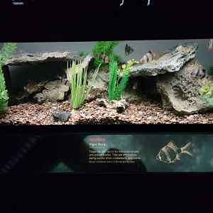 Bronx - JW - Tiger Barb