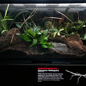 Bronx - JW - Vietnamese walkingstick species