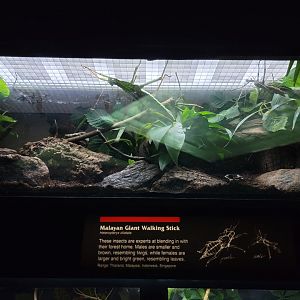 Bronx - JW - Malayan Giant Walking Stick