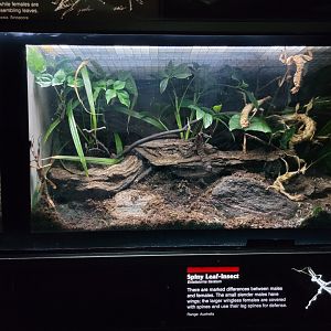 Bronx - JW - Spiny Leaf-Insect